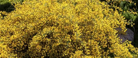 Warum jeder Gartenfreund sommergrüne Gehölze pflanzen sollte