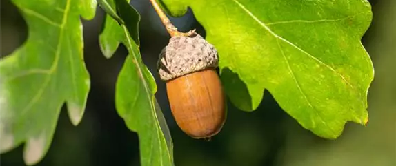 Warum jeder Gartenfreund sommergrüne Gehölze pflanzen sollte