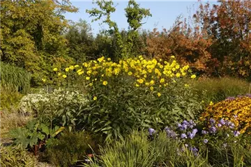 Langlebige Sonnenstauden für den Garten