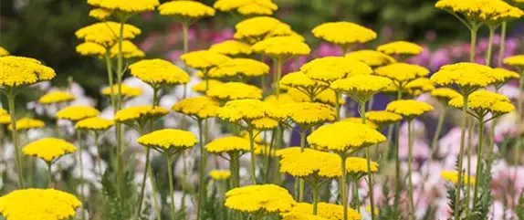 Langlebige Sonnenstauden für den Garten