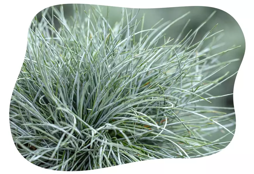 blauschwingel-gras-festuca-glauca-im-gartencenter-kiefl-in-gauting-bei-muenchen.jpg