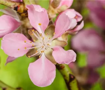 Gesund und lecker: Die Mandeln vom Mandelbaum aus dem Garten