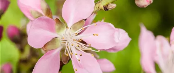 Gesund und lecker: Die Mandeln vom Mandelbaum aus dem Garten