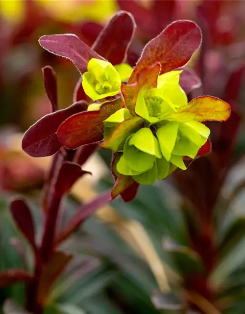 Mandelblättrige Garten-Wolfsmilch 'Purpurea'