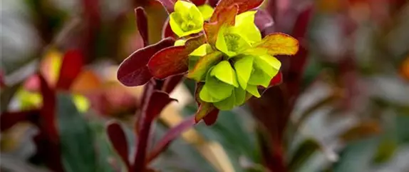 Gesund und lecker: Die Mandeln vom Mandelbaum aus dem Garten