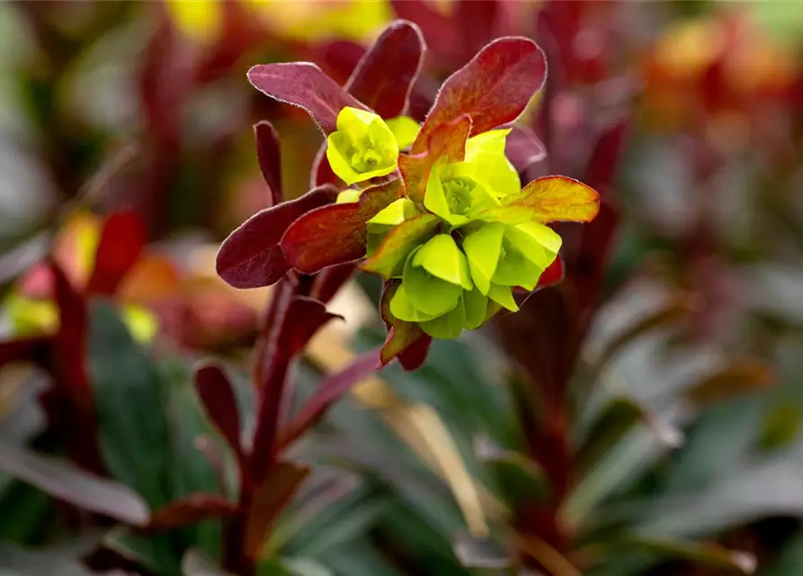 Mandelblättrige Garten-Wolfsmilch 'Purpurea'