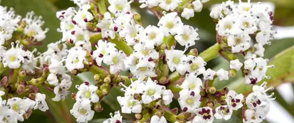 Laubgehölze pflegen und den Garten in Schuss halten 