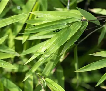 Ein asiatischer Garten als Oase der Ruhe