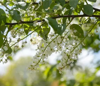 Einen stattlichen Kirschbaum im Garten anpflanzen und pflegen