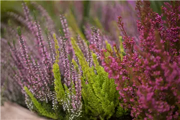 Die pflegeleichte Heide verschönert jeden Garten und Balkon  Die pflegeleichte Heide verschönert jeden Garten und Balkon