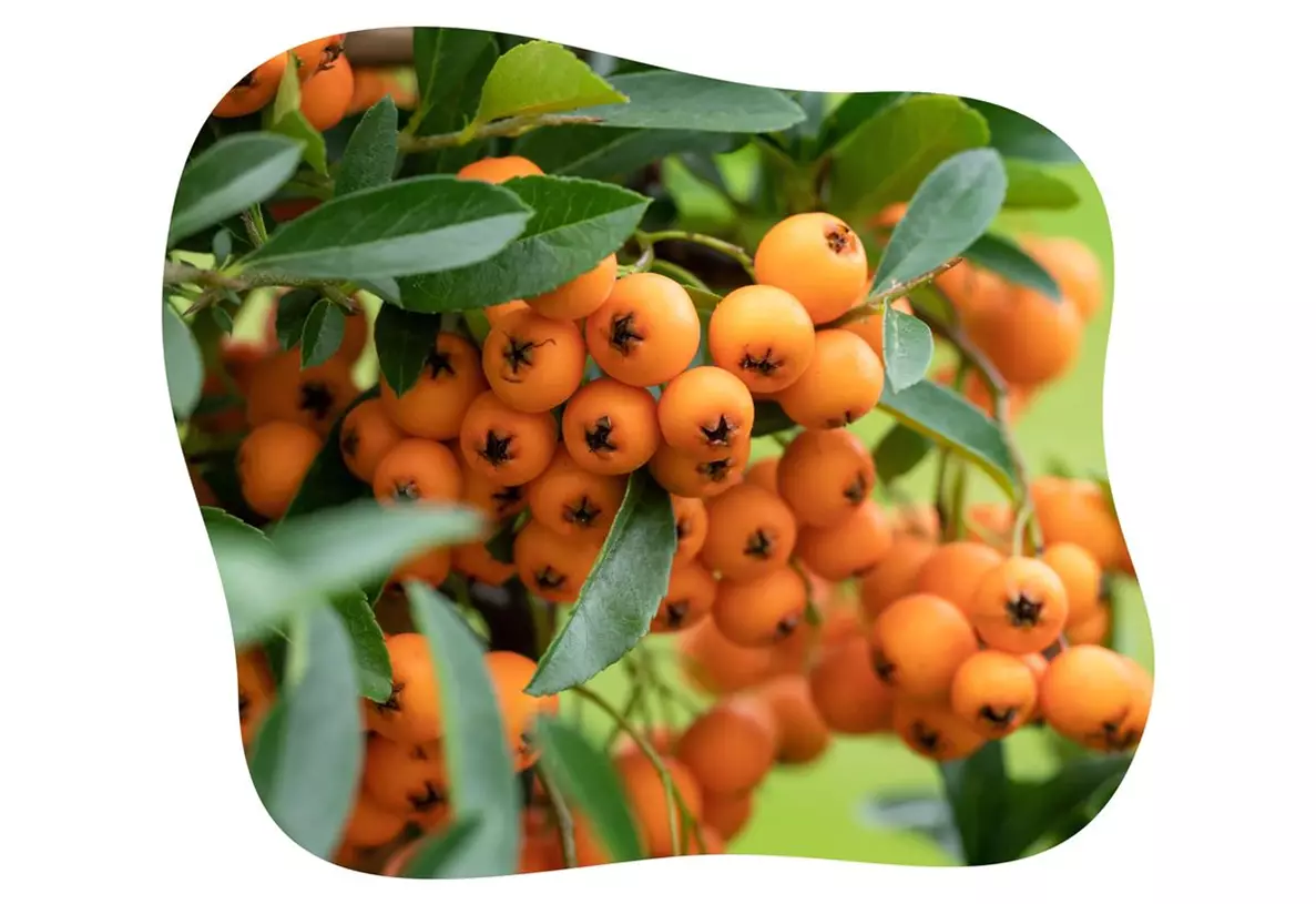 Pyracantha_coccinea_kiefl_gartencenter_in_gauting_bei_muenchen.jpg