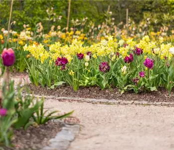 Wie Blumenzwiebeln im Frühjahr am besten eingepflanzt werden