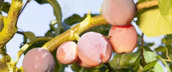 Einen stattlichen Kirschbaum im Garten anpflanzen und pflegen