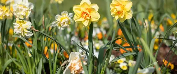 Wie Blumenzwiebeln im Frühjahr am besten eingepflanzt werden