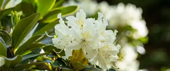 Gartengestaltung mit Rhododendron - Schönheit im Garten