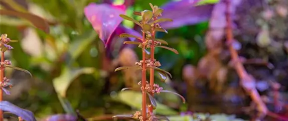 Beliebte Wasserpflanzen für einen naturnahen Teich im Garten