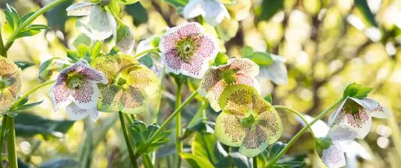 Winterharte Stauden für einen robusten und blühenden Garten