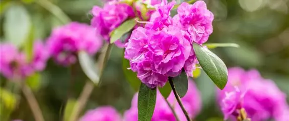 Rosenpflege im Sommer – Für die Königin nur das Beste