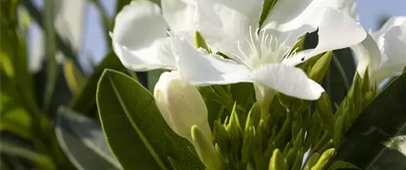 Kübelpflanzen für die Terrasse sorgen für mediterranes Flair