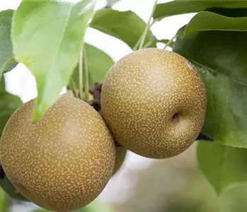 Wie man Obst im Garten pflanzen sollte