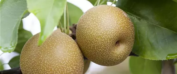 Birnen aus dem eigenen Garten genießen