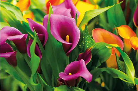 PFLANZE DES MONATS FEBRUAR: CALLA