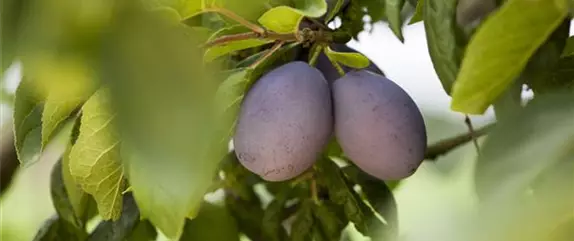 Wo Bäume im Garten stehen, sind wir schon mitten im Paradies