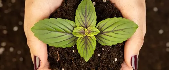 Die passende Erde für die Lieblingspflanzen in Haus und Garten