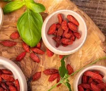 Goji-Beeren – Superfood aus Fernost im eigenen Garten