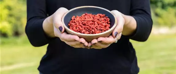 Goji-Beeren – Superfood aus Fernost im eigenen Garten