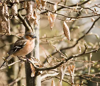 TIPPS ZUR WINTERVOGELFüTTERUNG!