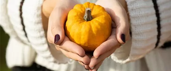 Der Herbst ist die beste Zeit für leckere und hübsche Kürbisse