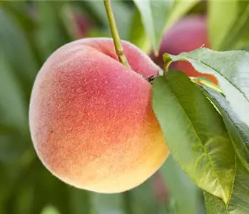 Leckere Snacks im Sommer – Pfirsich aus dem eigenen Garten