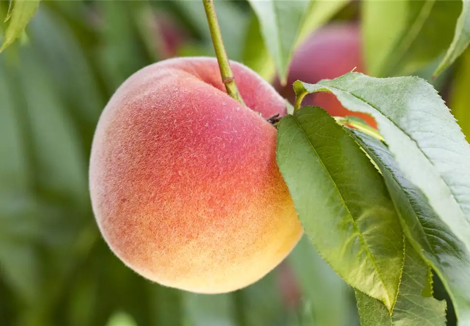 Leckere Snacks im Sommer – Pfirsich aus dem eigenen Garten