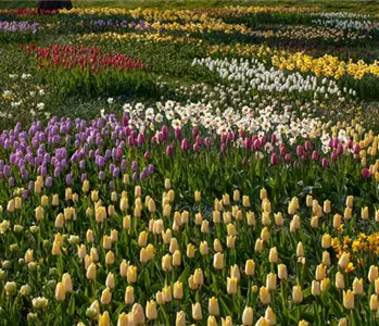 Blumenzwiebeln als Frühjahrsboten – eine farbenfrohe Zeit