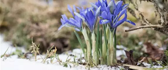 Blumenzwiebeln als Frühjahrsboten – eine farbenfrohe Zeit