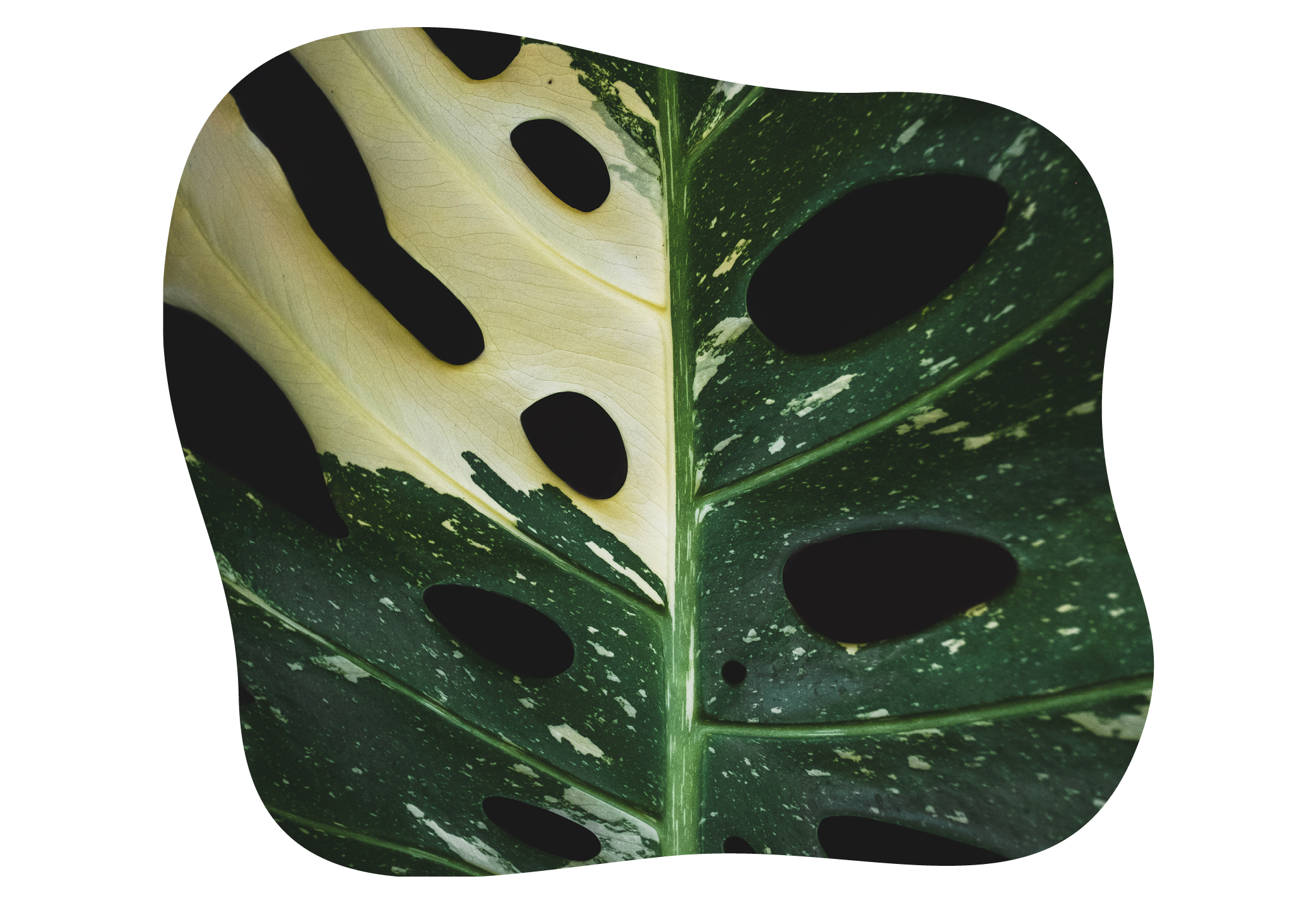 monstera-besondere-farbvariationen-kiefls-welt-in-gauting-bei-muenchen.png