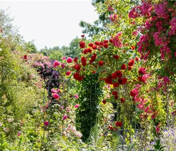 Tipps für einen Rosengarten