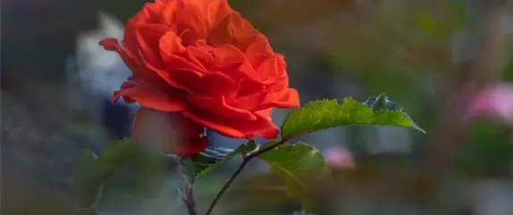 Tipps für einen Rosengarten