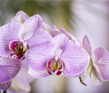 Orchideen – Königliche Schönheiten in vielfältigsten Farben 