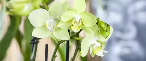 Orchideen – Königliche Schönheiten in vielfältigsten Farben 