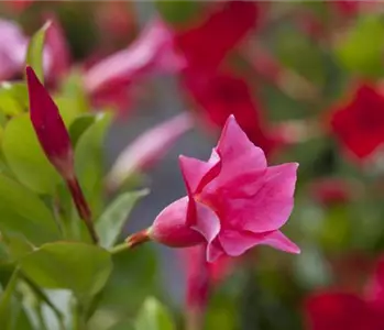 Wie nützlich mediterrane Pflanzen für den Garten sein können