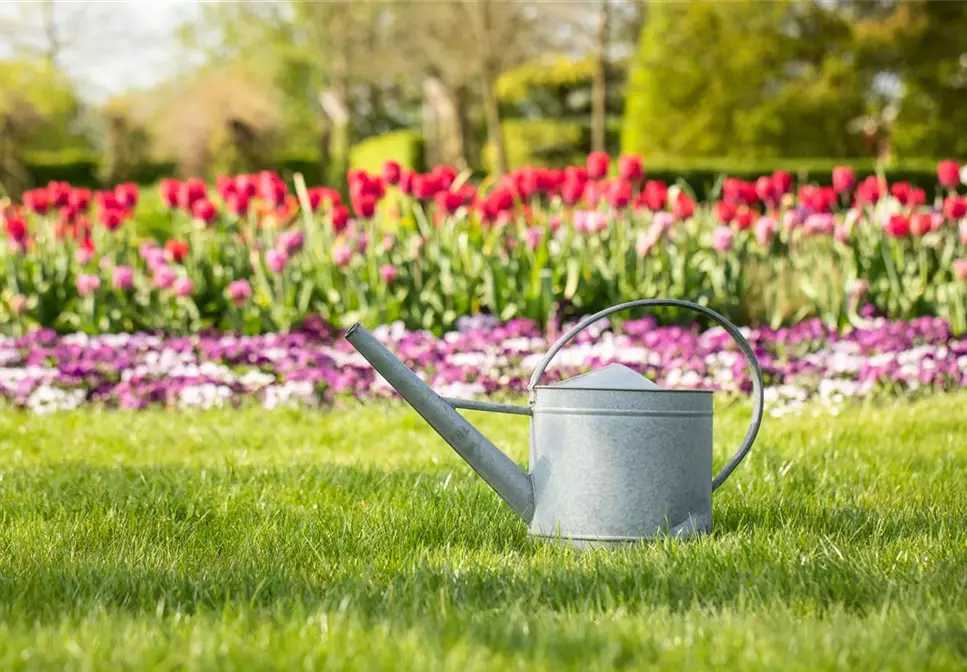 Tipps zum richtigen Gießen im Sommer