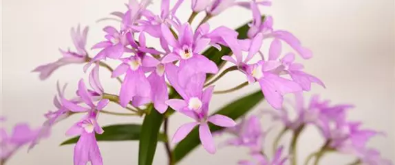 Für längere Blütezeit rechtzeitig Orchideen zurückschneiden 