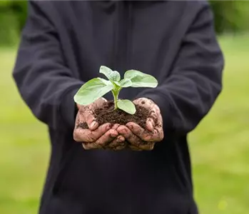 Immer eine gute Ernte: Das richtige Saatgut für das Hochbeet