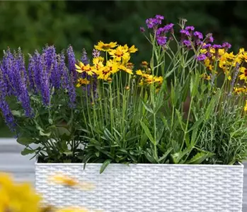 Die schönsten Sommerblumen für den Garten