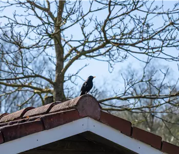 10 Tipps für einen tierfreundlichen Garten