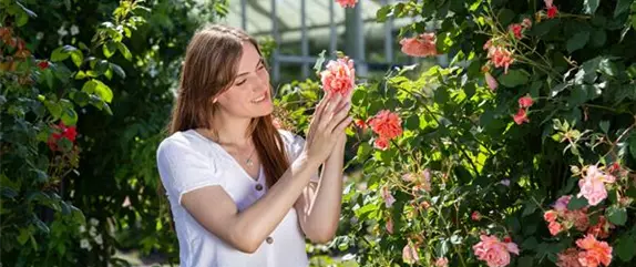 Rosenpflege im Sommer – Für die Königin nur das Beste