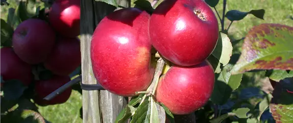 Bäume und Sträucher im Frühjahr – es müssen nicht immer Blumen sein