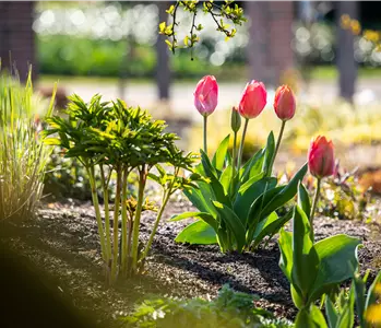 Die 9 schönsten Frühblüher für Frühlingsgefühle